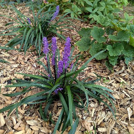 LIRIOPE muscari 'Lilac Wonder'