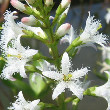MENYANTHES trifoliata