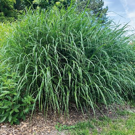 MISCANTHUS sinensis 'Miscanvert' ®