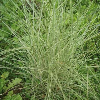 MISCANTHUS sinensis 'Morning Bright' ®