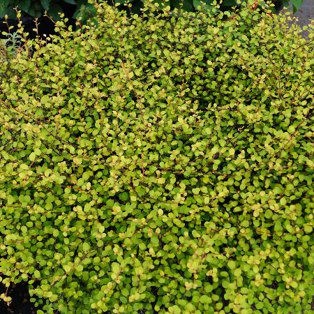 MUEHLENBECKIA complexa 'Golden Girl'