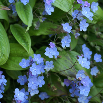OMPHALODES