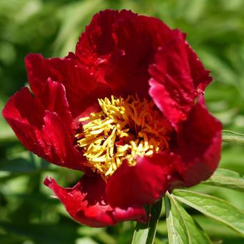 PAEONIA 'Early Scout'