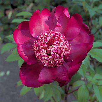 PAEONIA 'Nippon Beauty'