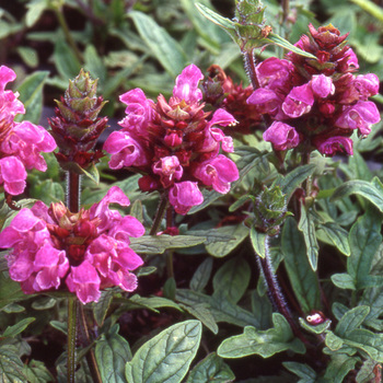 PRUNELLA grandiflora 'Rubra' (P. vulgaris 'Rubra')
