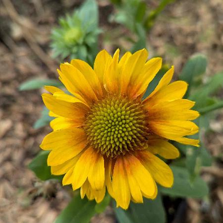 GAILLARDIA aristata 'Arizona Apricot'