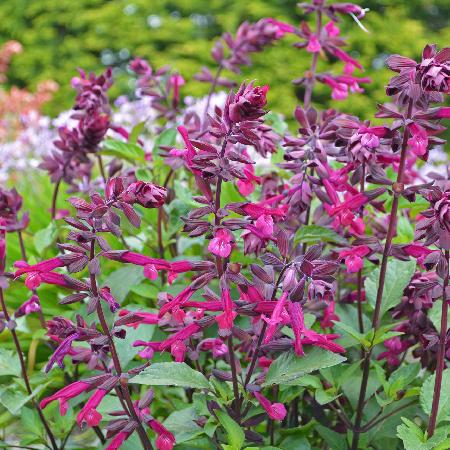 SALVIA 'Love and Wishes'