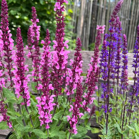 SALVIA nemorosa 'Katsjing'