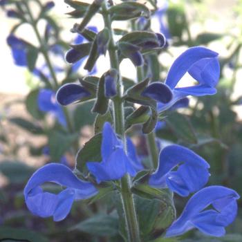 SALVIA patens