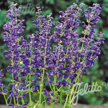 SALVIA pratensis 'Twilight Serenade'