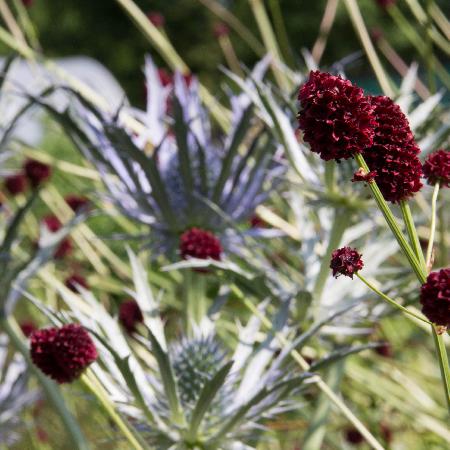 SANGUISORBA officinalis