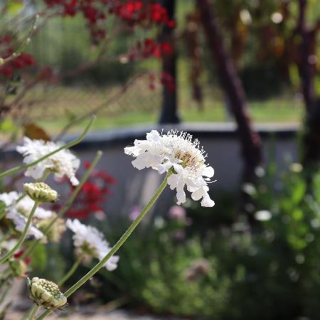 SCABIOSA columbaria 'Flutter Pure White' ®
