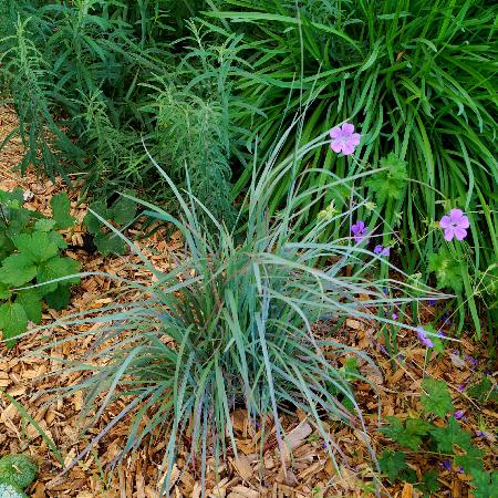 SCHIZACHYRIUM scoparium 'Standing Ovation' ®