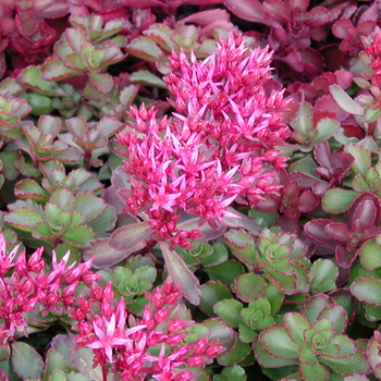 SEDUM spurium 'Fuldaglut'