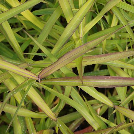 SPODIOPOGON sibiricus 'West Lake'