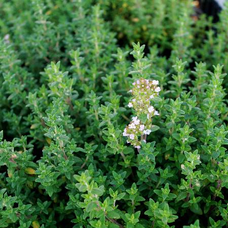 THYMUS citriodorus 'Lammefjord'