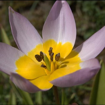 TULIPA saxatilis 'Lilac Wonder'