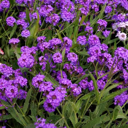 VERBENA rigida